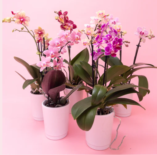 FLOWER POT PLANT 1
